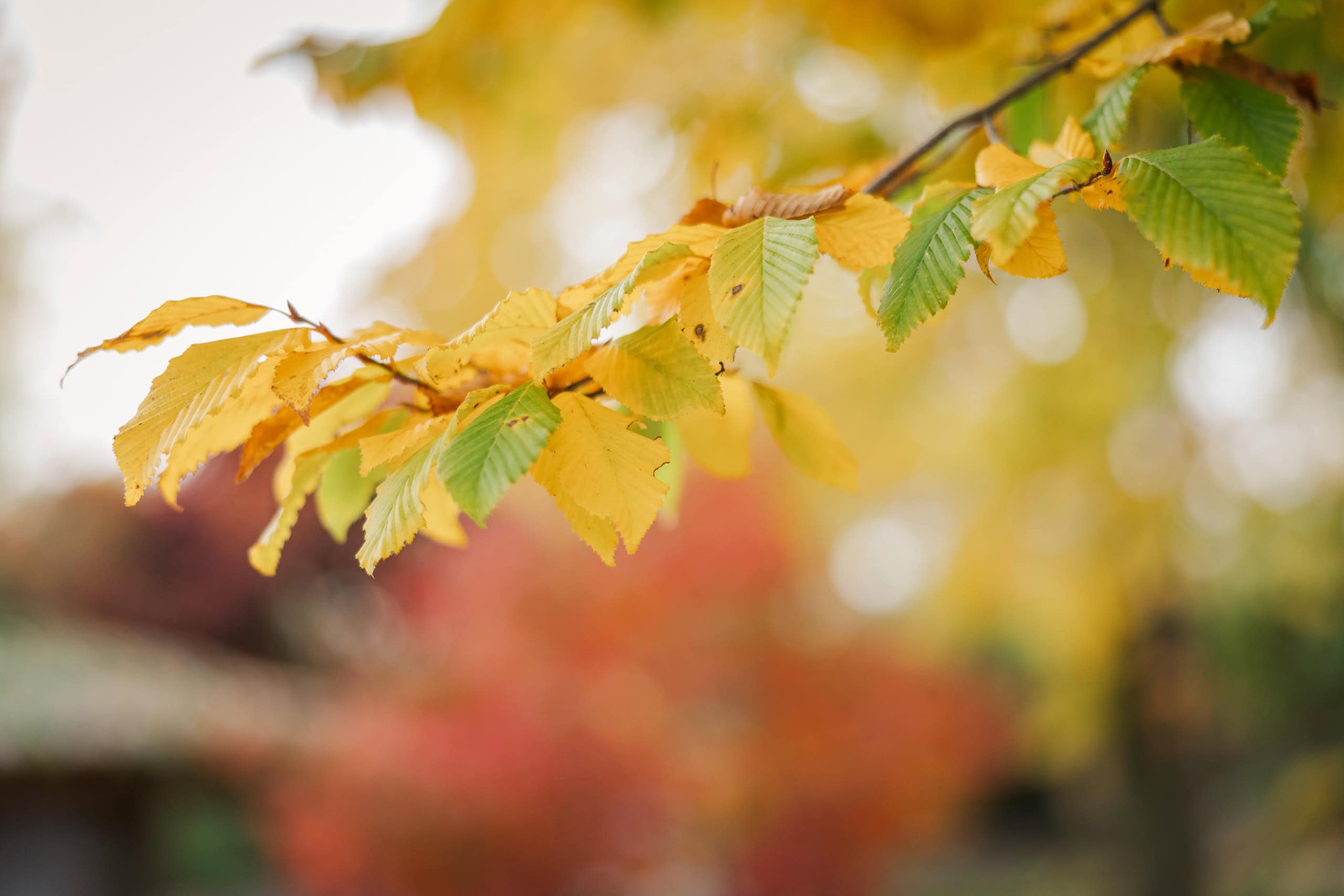 hochzeit feichthub herbstblaetter